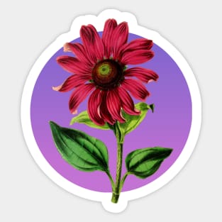 Vintage Botanical Flower Illustration Echinacea Intermedia Sticker